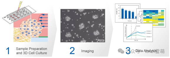 從樣品制備到3D細(xì)胞培養(yǎng)、成像和分析.png