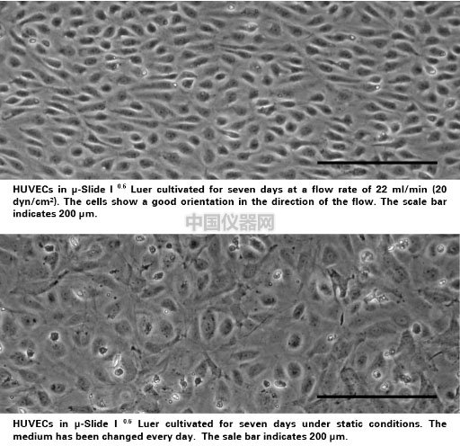 流體剪切力實驗：流體環(huán)境下的HUVEC細(xì)胞培養(yǎng)，真實還原體內(nèi)環(huán)境