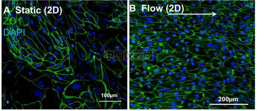 血管內(nèi)皮細胞模擬體內(nèi)流體環(huán)境