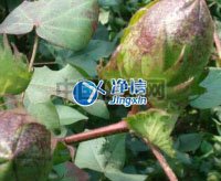 全自動樣品快速研磨儀研磨棉花籽實驗