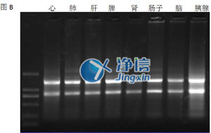 組織勻漿器研磨效果