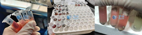 動(dòng)物組織裝管圖和研磨效果圖